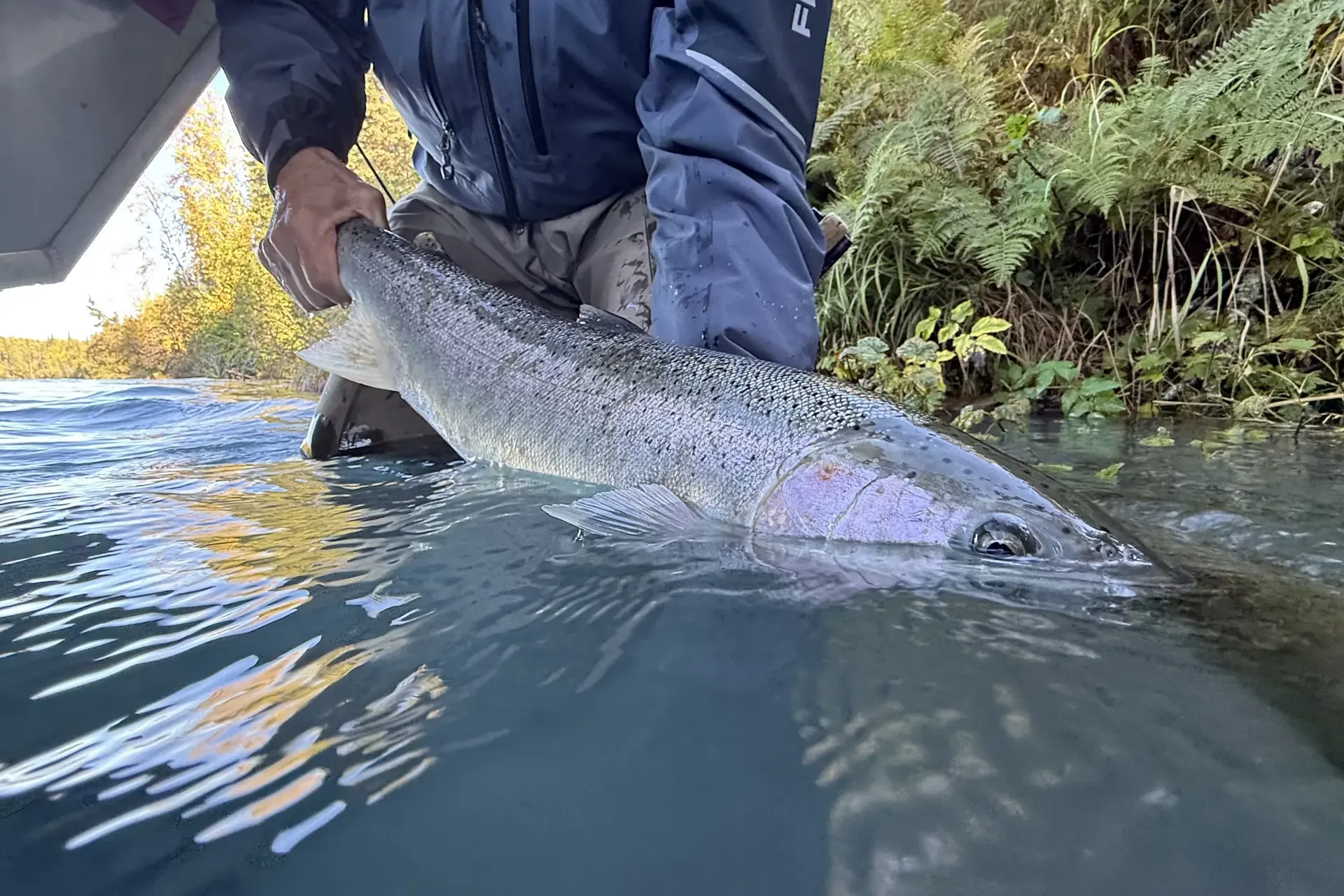 Chrome steelhead held at the surface before release