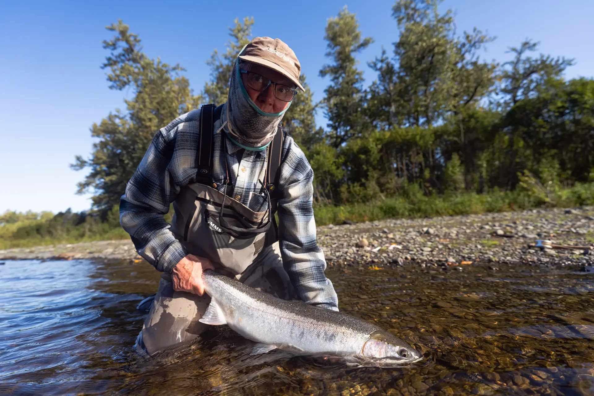 Wild Kenai Peninsula steelhead held at the surface on a small-water walk-and-wade morning
