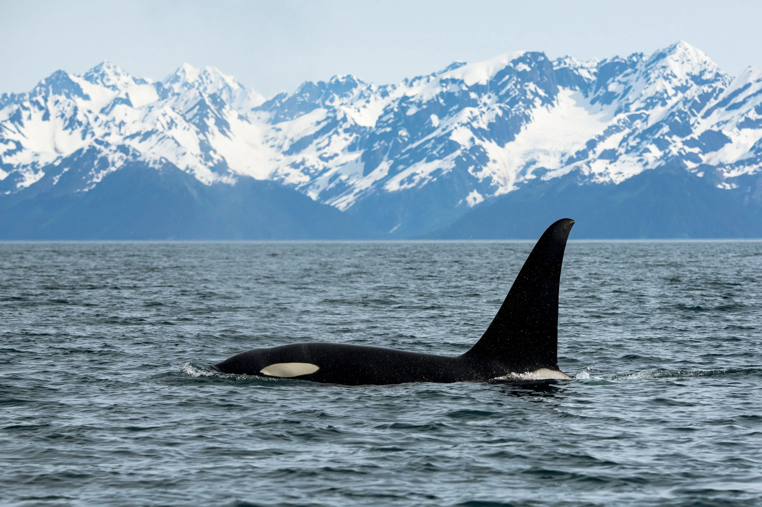 Kenai Peninsula scenery — mountains, water, and wildlife