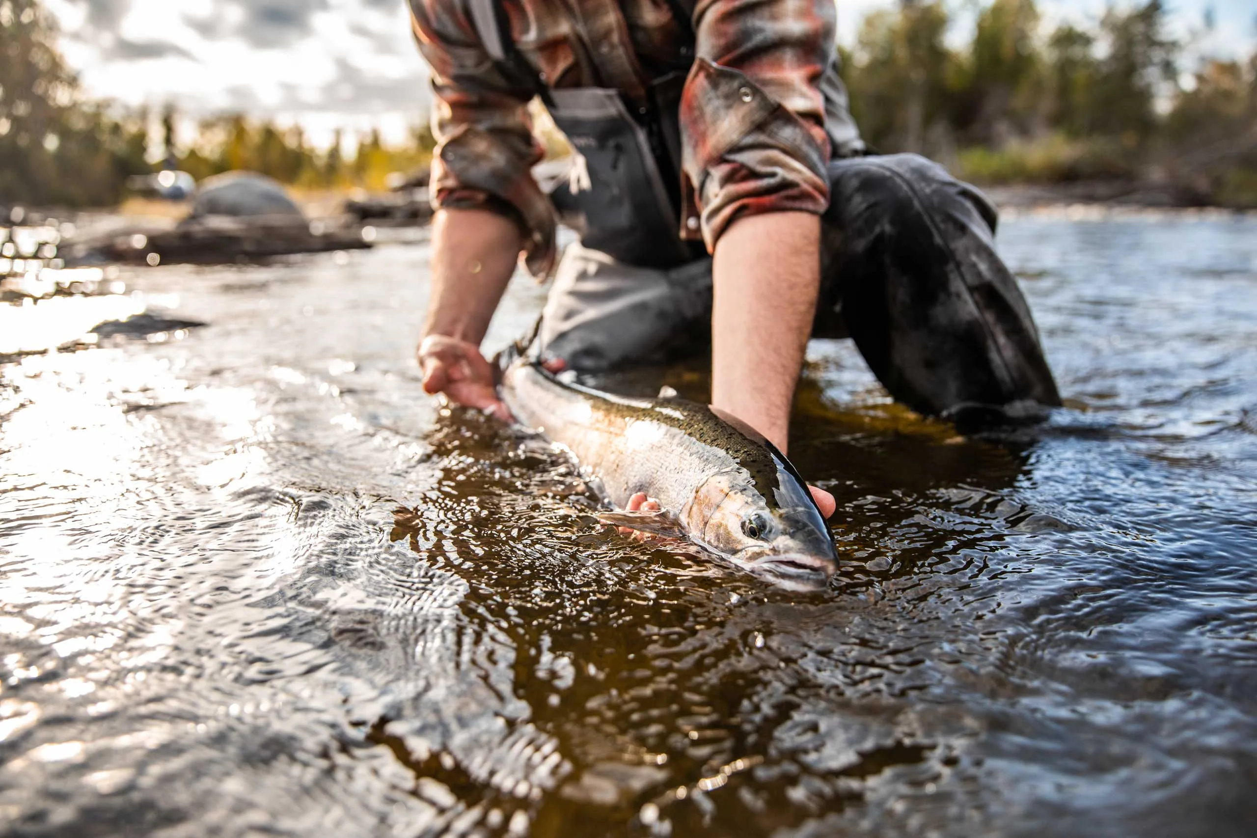 Chrome-bright Kenai Peninsula steelhead held above the water